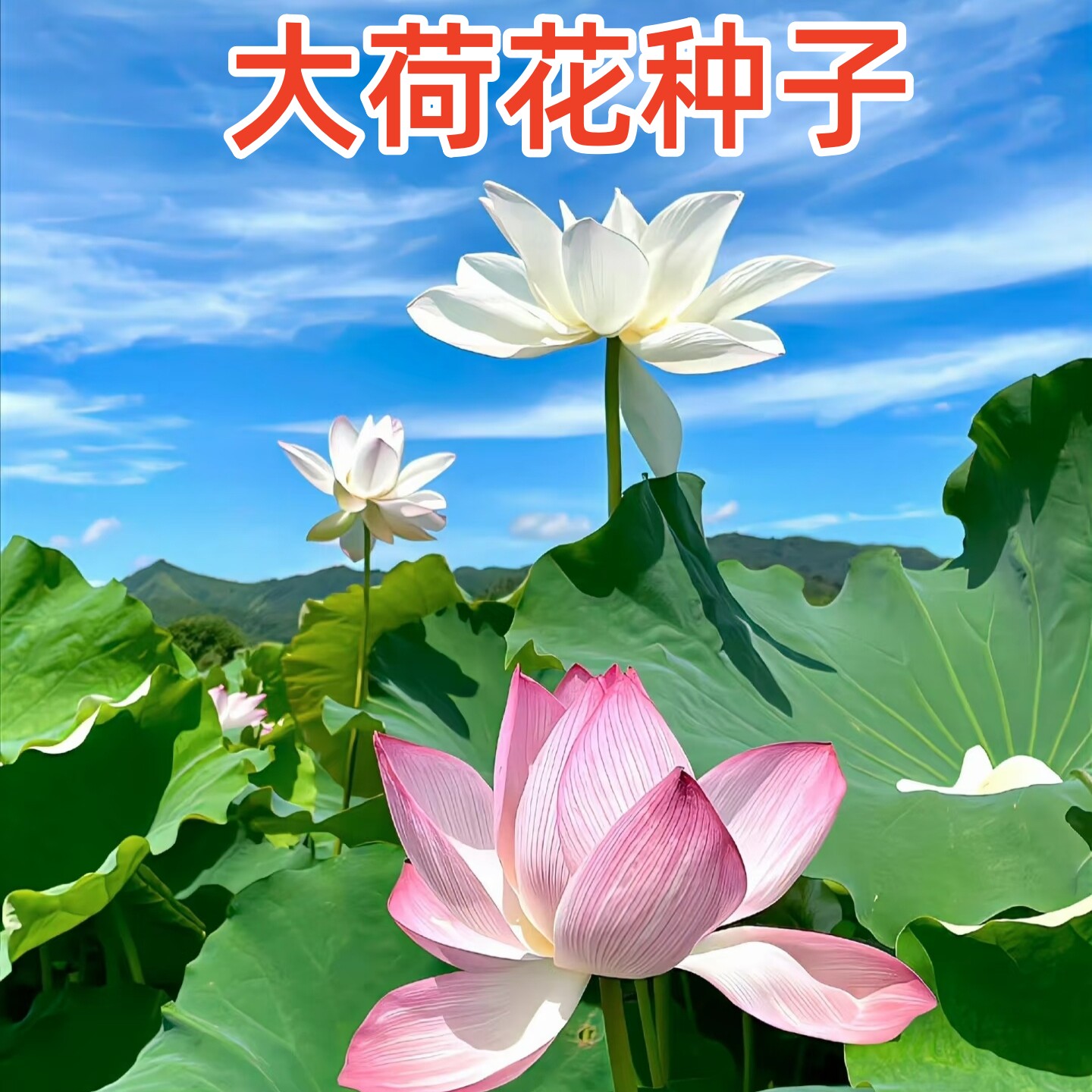 大型荷花种子池塘水养荷花四季莲藕室外盆栽莲花花籽观赏种籽