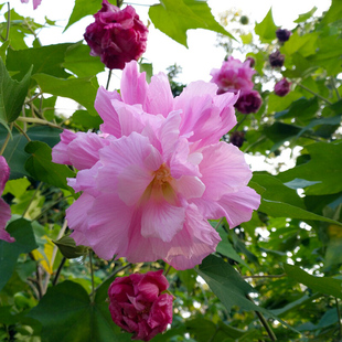 木芙蓉花种籽芙蓉花拒霜花木莲地芙蓉 观花植物落叶灌木种子包邮