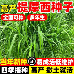 秋季多年生牧草猫尾草提摩西种子龙猫兔子爱吃的草籽草种子夏季