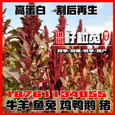 美国籽粒苋种子牧草黑千穗谷高蛋白喂鸡鸭鹅猪牛羊家禽苋菜籽草籽