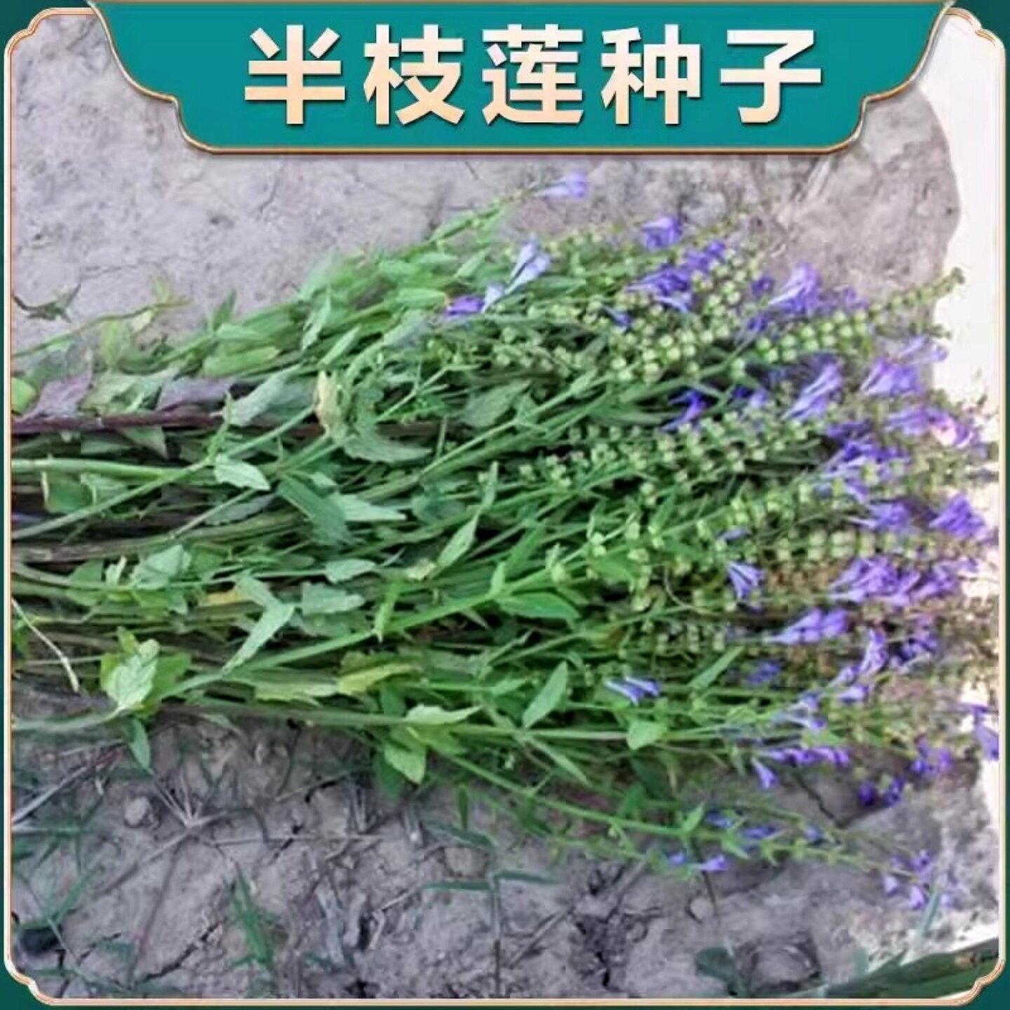 半枝莲种子四季播种 半枝莲 半边莲韩信草花卉种子种籽包邮