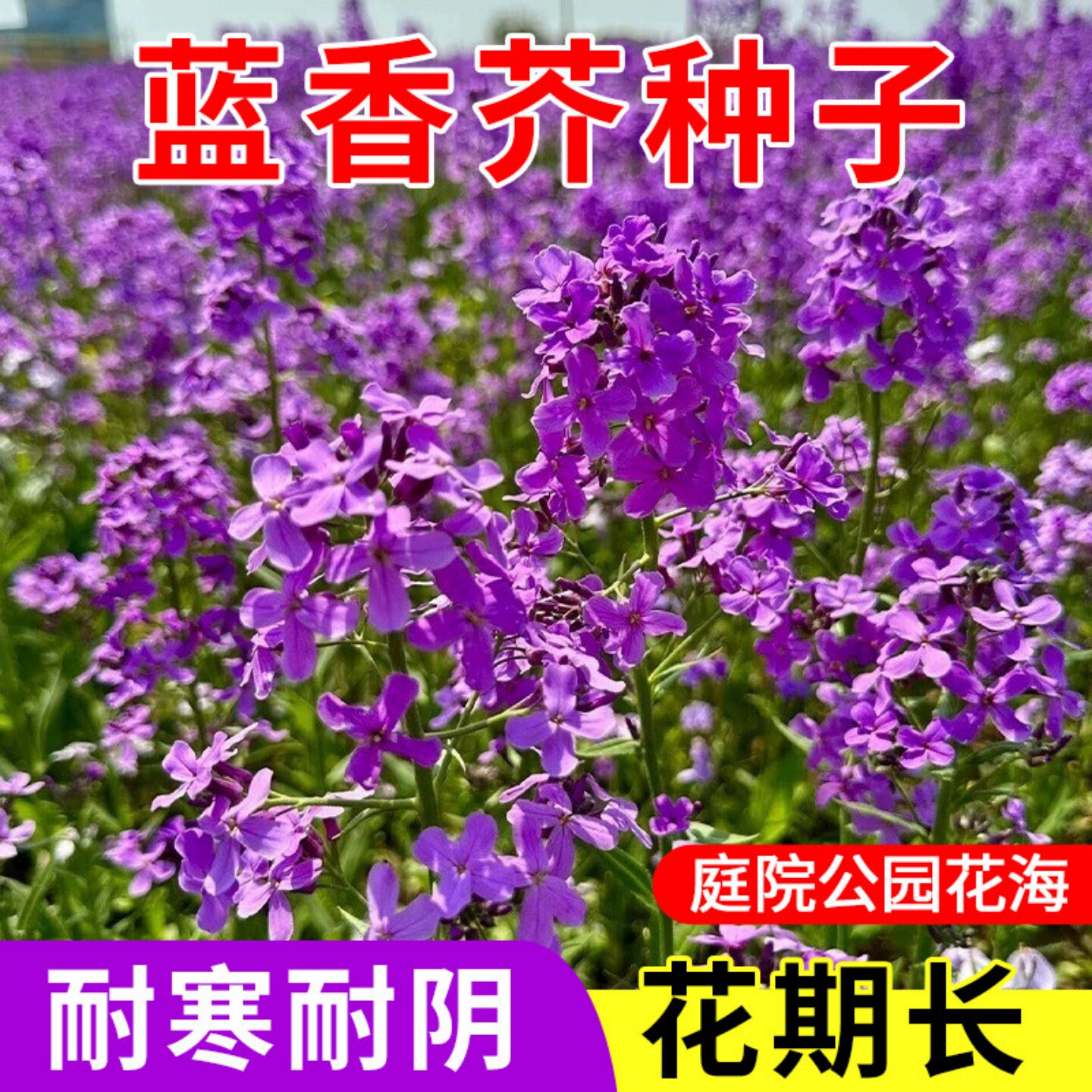 蓝香芥种子易活花卉种子彩色油菜花花籽庭院 盆栽苗景观花海种子