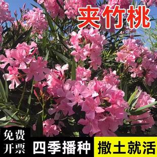 夹竹桃种子柳叶夹竹桃种籽盆栽开花易活阳台庭院绿化植物花卉