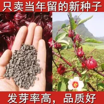 洛神花种子红桃K玫瑰茄种籽食用花茶花种孑阳台盆栽易种开花
