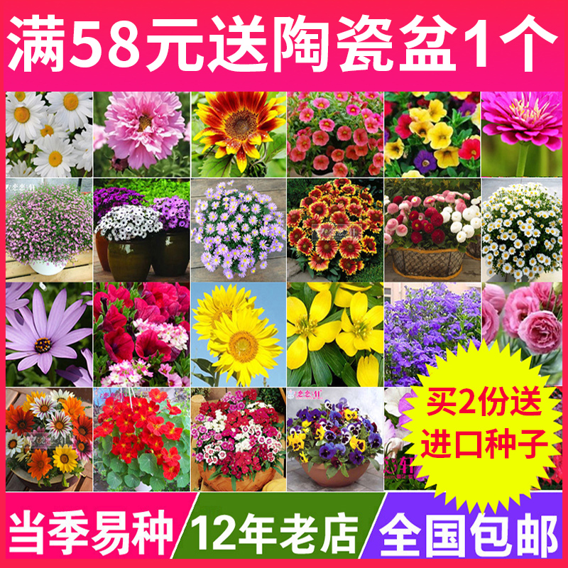 花种子套餐四季种易活室内阳台盆栽开花不断当季易种植物庭院花籽