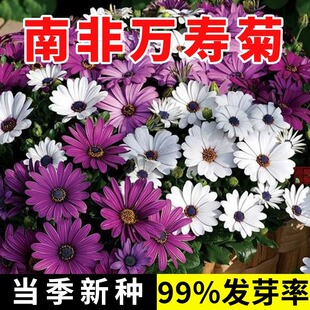 南非万寿菊种子非洲雏菊花籽大芙蓉花四季多年生耐热耐寒阳台盆栽