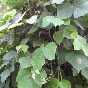 葛藤种子爬山虎苗油麻藤牵牛花边坡绿化矿山复绿护坡爬藤植物种籽