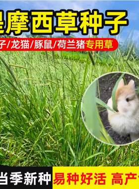 提摩西草种籽兔子食用草种子