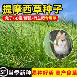 提摩西草籽兔子食用草种仓鼠荷兰猪龙猫专用兔草吃的莫西牧草种子