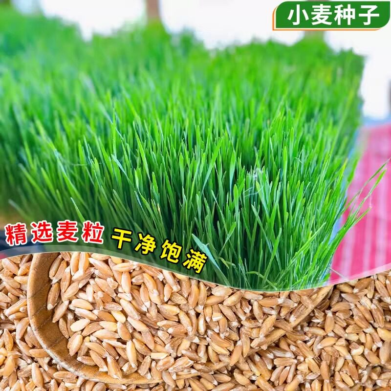 小麦粒猫草种子大麦荞麦燕麦黄豆芝麻花生黑麦芽苗菜猫薄荷排毛球图片