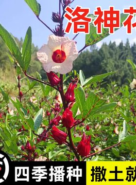 洛神花种子洛神种落神花红桃k种子花籽四季种植种籽玫瑰茄苗籽