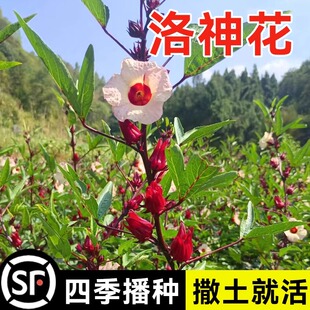 洛神花种子洛神种落神花红桃k种子花籽四季种植种籽玫瑰茄苗籽