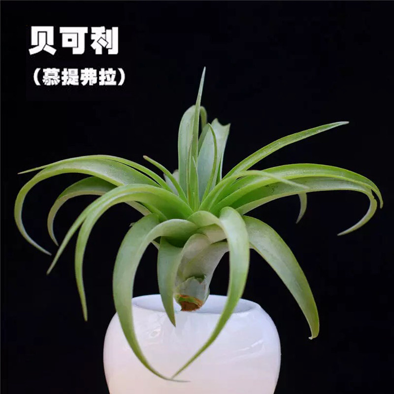 空气凤梨贝可利空凤 懒人无土绿植 室内盆栽植物净化空气吸甲醛