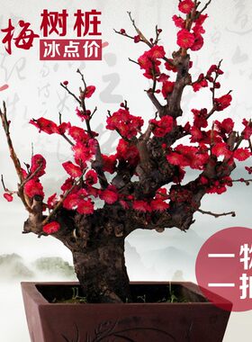 树桩实物腊梅绿植盆栽包邮