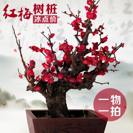 红梅花盆景树桩实物腊梅红梅树苗乌梅绿梅朱砂梅室内绿植盆栽包邮