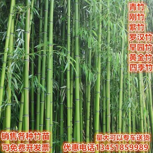 竹子苗庭院耐寒大型观赏竹子盆栽四季常青紫竹苗黄金竹罗汉竹刚竹