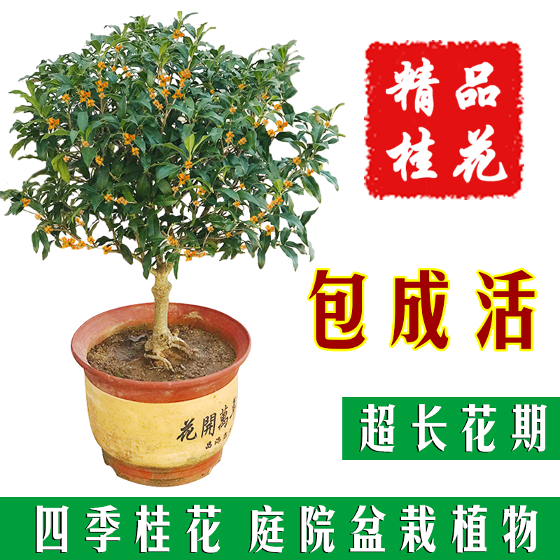桂花树苗盆栽开花浓香型金桂沉香桂丹桂庭院花卉植物四季开花不断