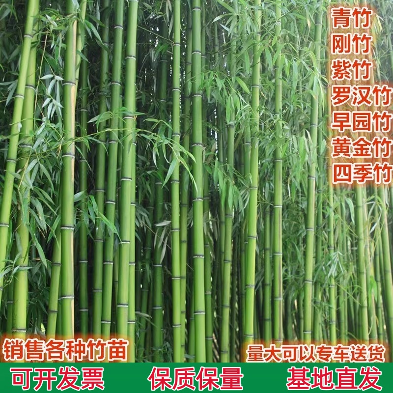 竹子苗庭院耐寒大型观赏竹子盆栽四季常青紫竹苗黄金竹罗汉竹刚竹