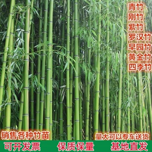 竹子苗庭院耐寒大型观赏竹子盆栽四季常青紫竹苗黄金竹罗汉竹刚竹