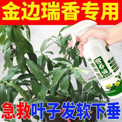 金边瑞香营养液枯叶一喷绿花肥金边瑞香专用叶面喷施肥植物叶绿素