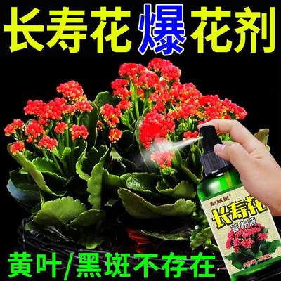 【年年开花】长寿花专用