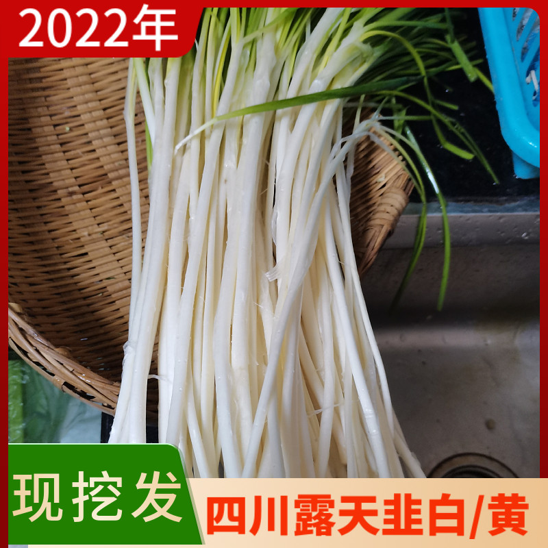 【露天韭白更香】现挖韭黄韭白四川露天新鲜蔬菜韭白非韭黄韭菜