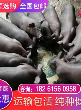 原种苏太母猪黑土猪太湖母猪长白