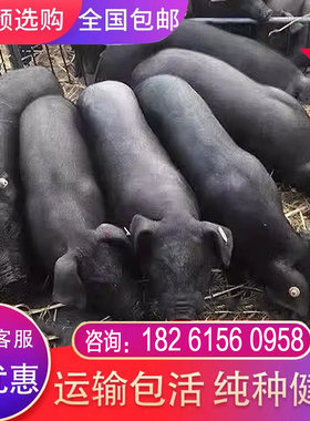 黑土猪正宗活黑猪苗小猪仔苏太猪