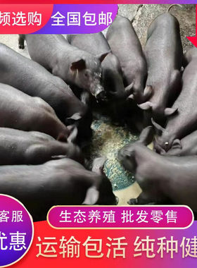 原种苏太母猪黑土猪太湖母猪长白