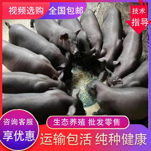 原种太湖母猪长白猪原种大白母猪二元杜洛克种公猪苏太母猪黑金刚