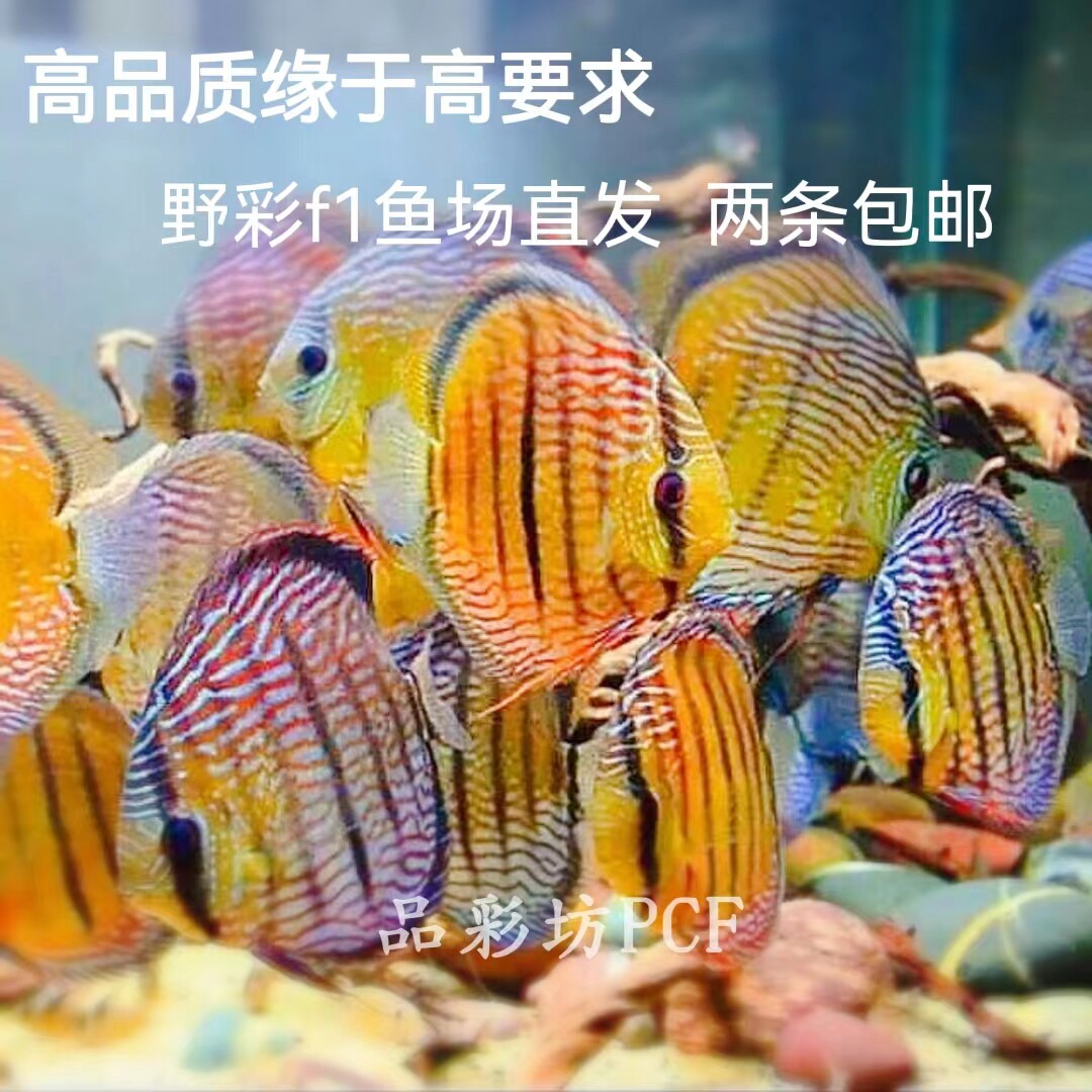 品彩坊高品质野彩依娜努库瑞皮亚曼高F1马来一栋七彩神仙鱼苗包邮