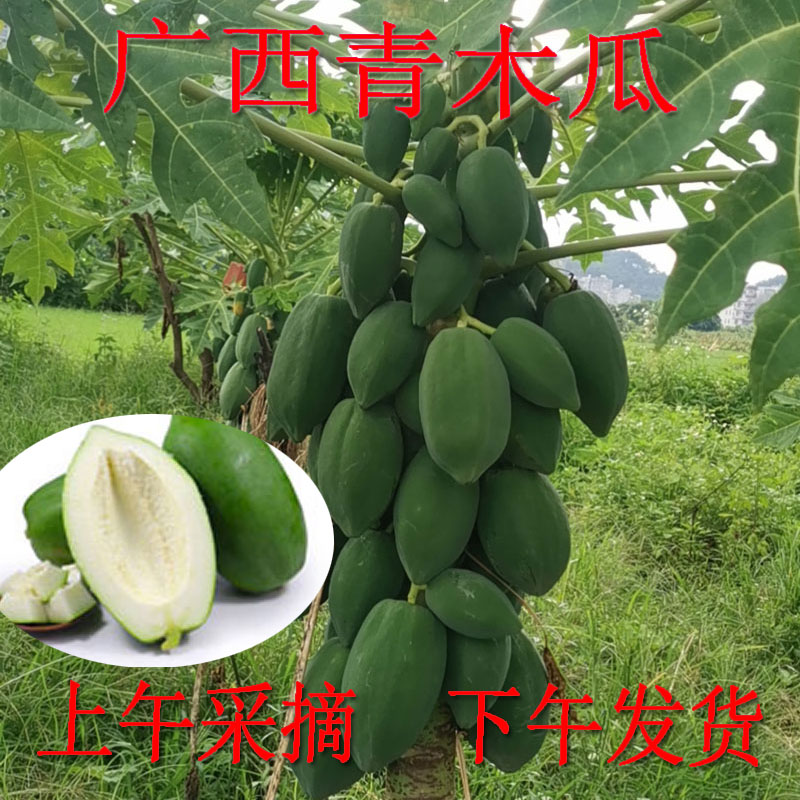 广西青木瓜新鲜腌酸整箱