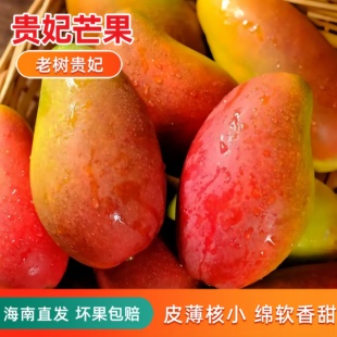 现货海南贵妃芒树上熟芒果三亚特产当季新鲜水果需要催熟