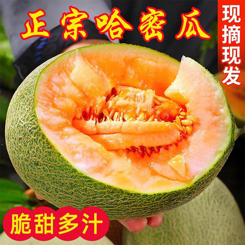 海南哈密瓜新鲜佛罗水果