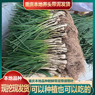 带泥新鲜带须荞头现挖藠头农家自种蔬菜教头种子四川泡菜荞头包邮