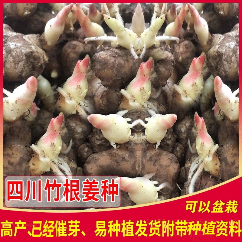 四川竹根姜种新鲜嫩姜种仔姜种红芽姜种重庆姜种子姜种带芽送资料