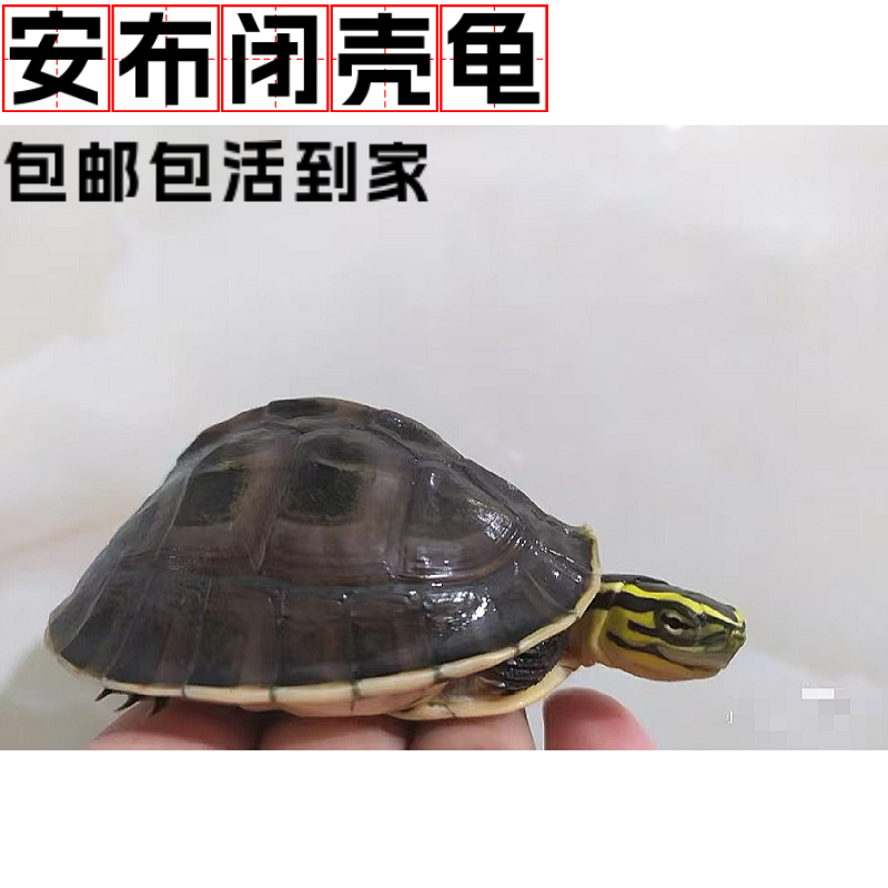 安布闭壳龟亚巨半水龟