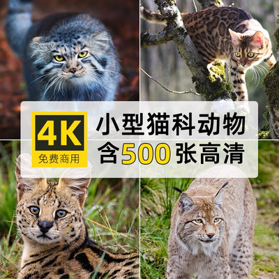 高清大图片4K小型猫科动物兔狲薮猞猁绘画PS背景壁纸设计参考素材