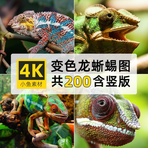 高清大图4K变色龙蜥蜴背景电脑手机壁纸绘画PS自媒体参考图片素材
