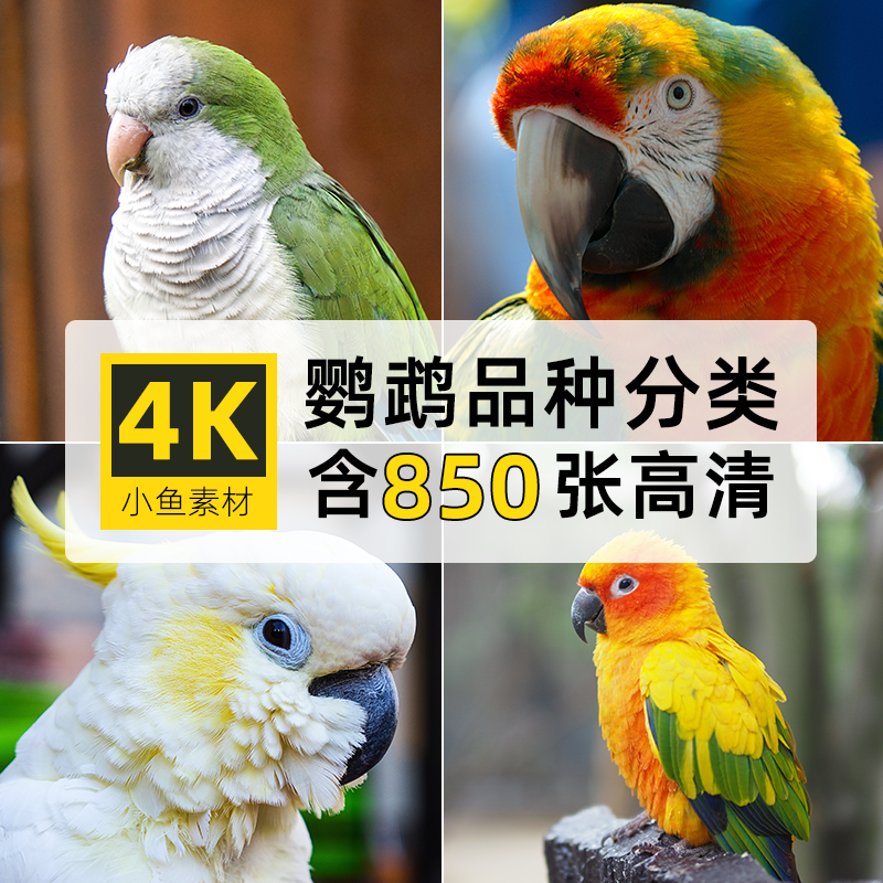 高清4k图片鹦鹉分类玄风金刚凤头虎皮和尚太阳玫瑰设计绘画册素材