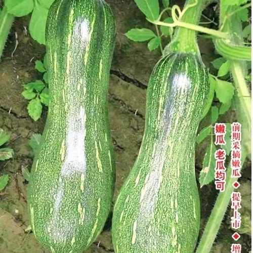 山东新鲜七叶小南瓜花皮南瓜当天采摘农户露天种植南瓜