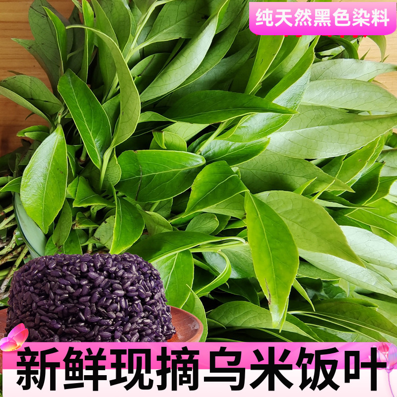 贵州新鲜老蛙叶乌米饭叶带杆透骨香叶泡茶煮水香老挖草叶150g