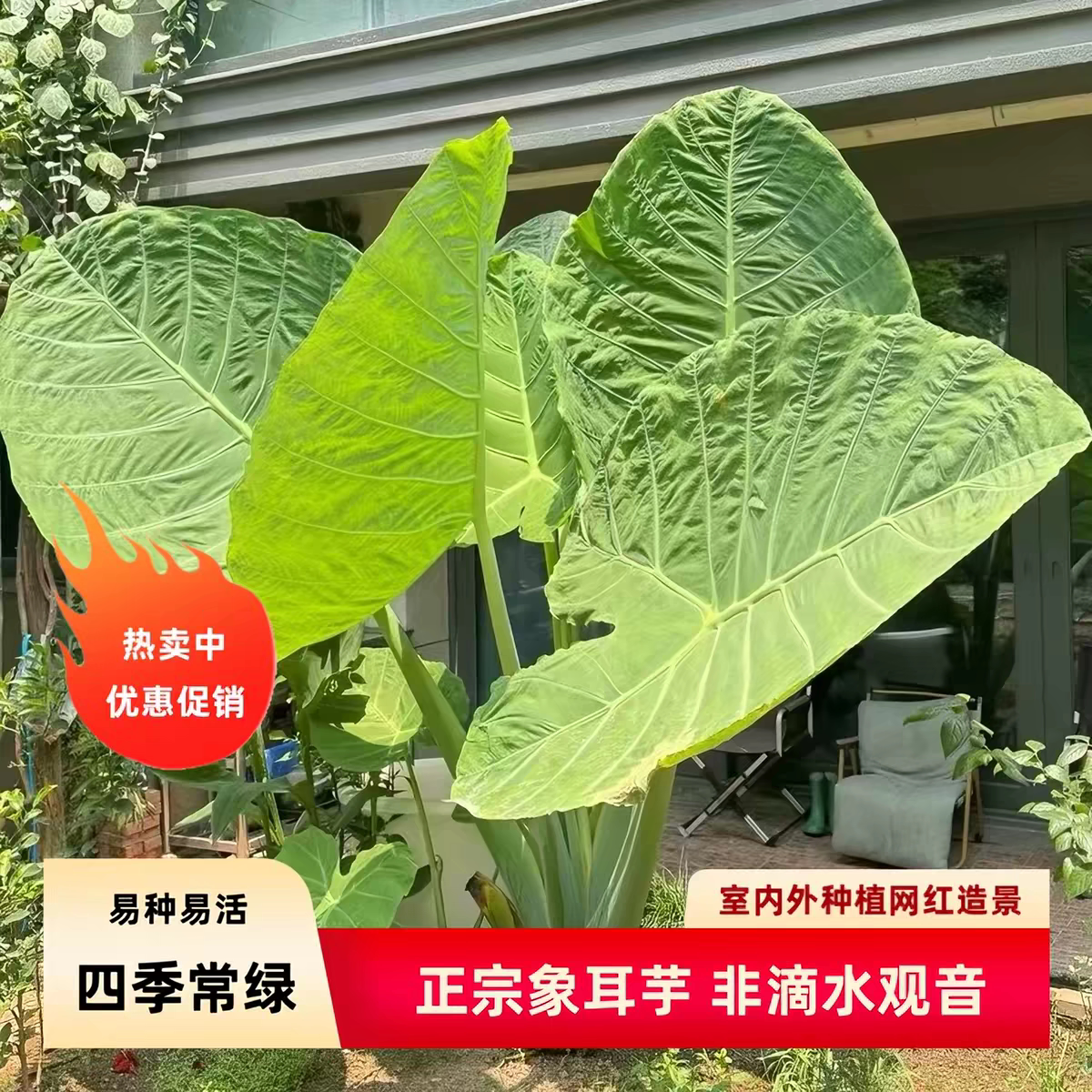 易养活象耳芋大象芋大宽叶犀牛水培芋头老桩大型绿植盆栽客厅土