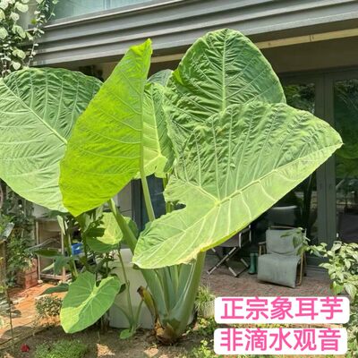 易养活象耳芋大象芋大宽叶犀牛水培芋头老桩大型绿植盆栽客厅土