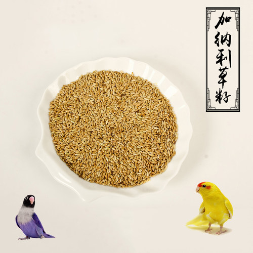 进口加纳利子/鹦鹉鸟食/油尖粟/白尖粟草庐籽鸟粮利籽加纳利草籽 - 封面
