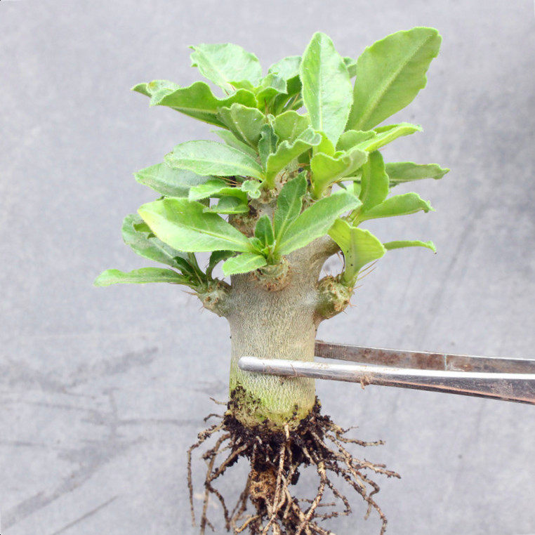 矮胖白马城块根植物 棒槌树多肉阳台造景小老桩盆栽花卉桌面绿植