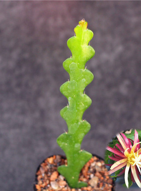 鱼骨令箭 多肉植物组合小盆栽 新手好养昙花绿植室内开花肉肉特价