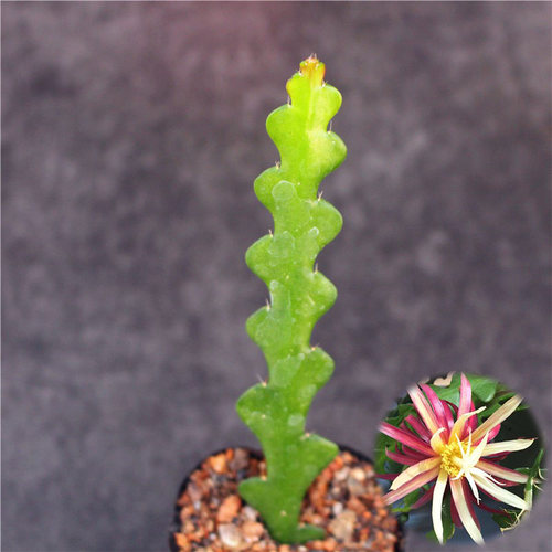 绿植新手好养昙花多肉植物特价