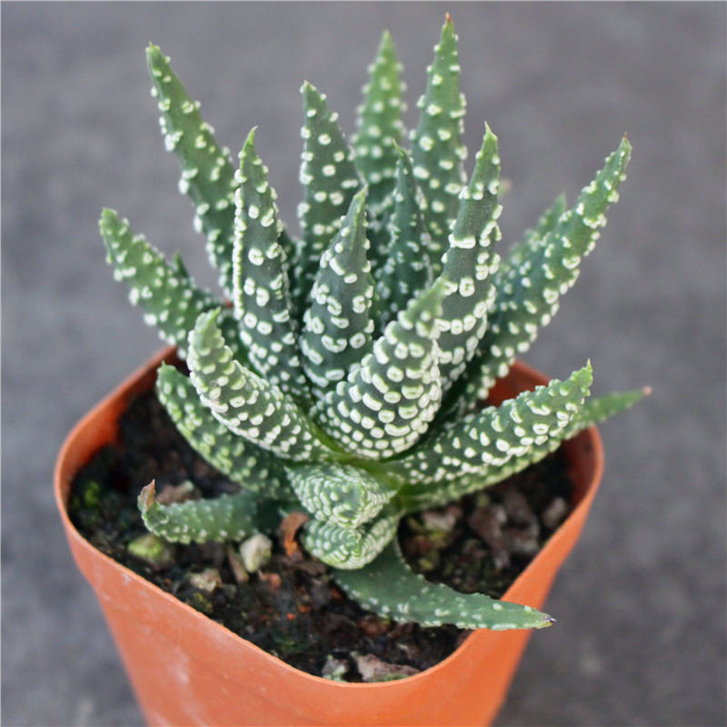 环纹冬之星座 Haworthia pumila 硬叶十二卷多肉植物好养耐旱盆栽