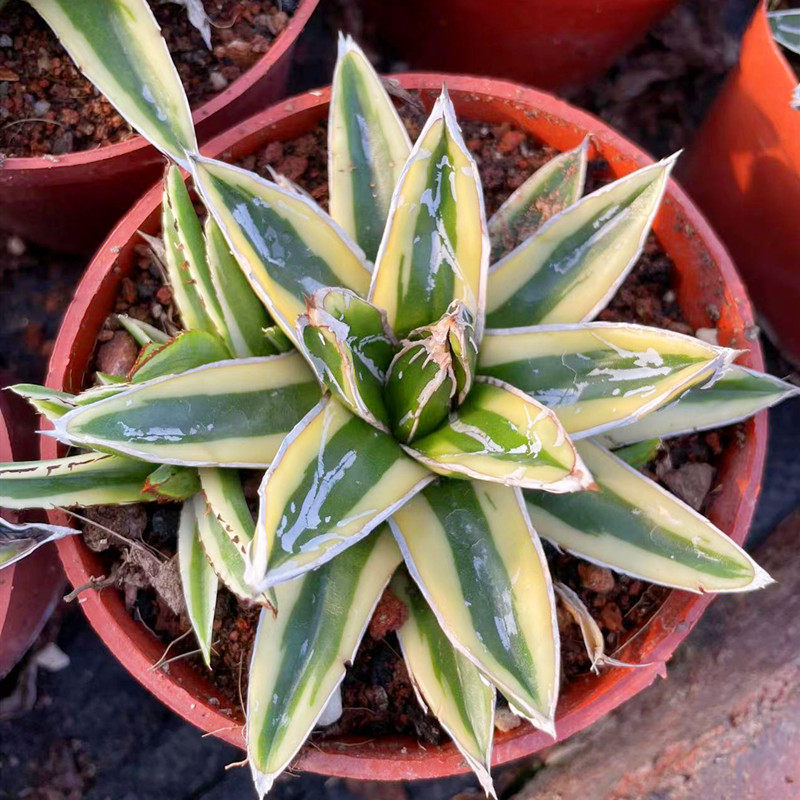 辉山龙舌兰桌面盆栽花卉